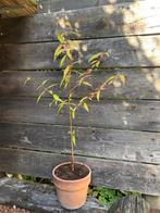 Bio platte perzik boom Prunus Persica Saturne, Tuin en Terras, Ophalen, Minder dan 100 cm, Overige soorten, In pot