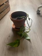 Drakenklimop in pot, Ophalen, In pot, Halfschaduw, Minder dan 100 cm