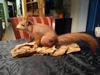 Opgezette rode Eekhoorn (taxidermie), Ophalen, Zo goed als nieuw, Wild dier, Opgezet dier