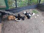 Jonge konijnen, Dieren en Toebehoren, Meerdere dieren, Eend