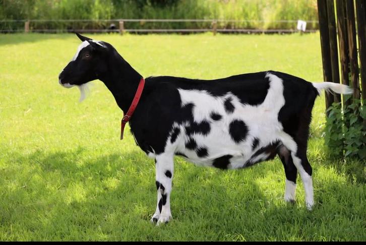 Gezocht: grote maat zwart bonte geit, Dieren en Toebehoren, Schapen, Geiten en Varkens, Geit, Vrouwelijk