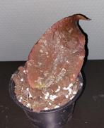 Hoya undulata, Overige soorten, Minder dan 100 cm, Bloeiende kamerplant, Halfschaduw