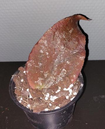Hoya undulata beschikbaar voor biedingen