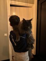 Dekkater Main coon met stamboom, 3 tot 5 jaar
