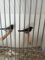 Molukse bronzenmannen, Dieren en Toebehoren, Meerdere dieren