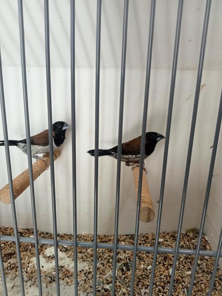 Molukse bronzenmannen, Dieren en Toebehoren, Vogels | Overige Vogels, Meerdere dieren