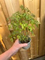 Tomatenplanten, vleestomaat, Tuin en Terras, Ophalen, Volle zon, Eenjarig, Zomer