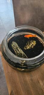 Vissenkom + goudvis, Dieren en Toebehoren, Vissen | Aquaria en Toebehoren, Ophalen, Zo goed als nieuw, Leeg aquarium