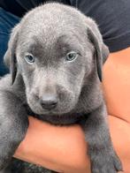 Prachtige  Labrador pups💜mogen nestje verlaten, CDV (hondenziekte), 8 tot 15 weken, Labrador retriever, Meerdere