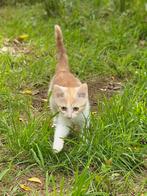 Lieve aanhankelijke kittens, Dieren en Toebehoren, Katten en Kittens | Overige Katten, Poes