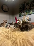 Zeer mooie makke kittens, Dieren en Toebehoren, Katten en Kittens | Overige Katten, Meerdere dieren, Kortharig, 0 tot 2 jaar