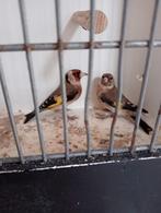 Koppel kleine putters 2025 goed geringd 2.5, Dieren en Toebehoren, Vogels | Overige Vogels, Meerdere dieren, Wildzangvogel, Geringd