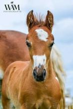 Te koop: Lieve en leergierige jaarling merrie, Dieren en Toebehoren, Pony's, Gechipt, 0 tot 2 jaar, Onbeleerd, Merrie
