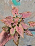 Syngonium Mickey Mouse p12 (1), Ophalen of Verzenden, Halfschaduw, Minder dan 100 cm