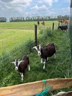 Toggenburger geit + bokje,CAE en CL vrij,, Dieren en Toebehoren, Schapen, Geiten en Varkens, Meerdere dieren, Geit