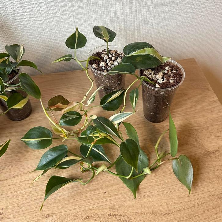 Philodendron silver stripe, Huis en Inrichting, Kamerplanten, Minder dan 100 cm, Halfschaduw, Ophalen of Verzenden