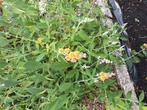 Buddleja Sungold in 4 liter pot begint met haar mooi bloei., Volle zon, Vaste plant, Zomer, Ophalen