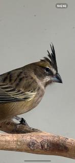 Kardinaal groen, Dieren en Toebehoren, Vrouwelijk, Geringd