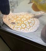 Potamotrygon albino pearl man +/-30cm, Dieren en Toebehoren, Vis, Zoetwatervis