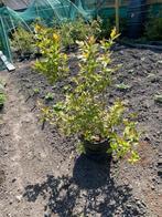 blauwe bessen plant (goldtraube of Chandler), Ophalen, Minder dan 100 cm, Overige soorten, Lente