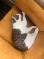 Sparkie, binnen kat, Kater