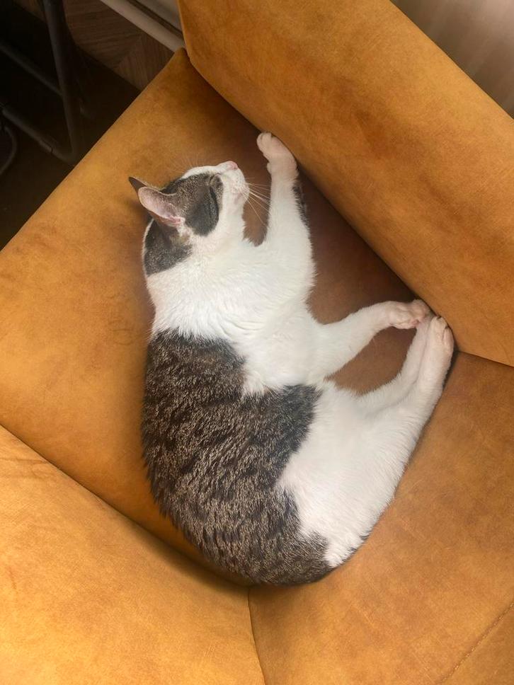 Sparkie, binnen kat, Dieren en Toebehoren, Katten en Kittens | Overige Katten, Kater