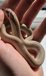 Western hognose, haakneusslang, Dieren en Toebehoren, Reptielen en Amfibieën, Hagedis, 0 tot 2 jaar