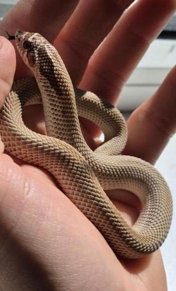 Western hognose, haakneusslang