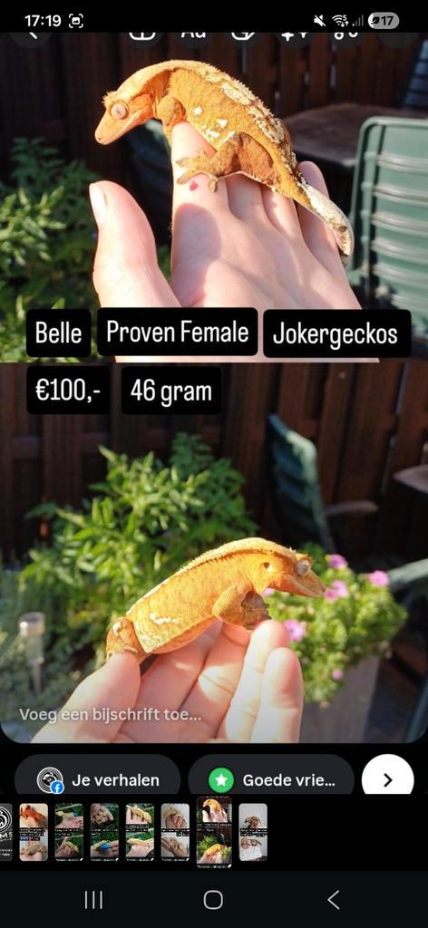 Bewezen Kweekdame Yellow Based Porthole Wimpergekko, Dieren en Toebehoren, Reptielen en Amfibieën, Hagedis, 3 tot 6 jaar, Tam