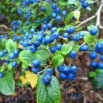 Symplocus paniculata, Tuin en Terras, Planten | Struiken en Hagen, Ophalen of Verzenden, Overige soorten, Struik, 100 tot 250 cm