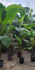 Bananenplant Musa Basjo, Ophalen, Overige soorten, Volle zon