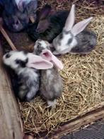 Duitse reuzen, Dieren en Toebehoren, Konijnen, Meerdere dieren, Groot, 0 tot 2 jaar