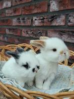 Koppeltje razuivere NHD baby konijntjes, Dieren en Toebehoren, Konijnen, Meerdere dieren, Dwerg, Hangoor, 0 tot 2 jaar