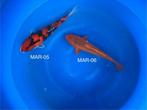 Diverse Japanse koi karper | Koikarpers  | Nisai vissen, Dieren en Toebehoren, Vissen | Vijvervissen, Karper of Koi