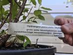 Pluimhortensia Skyfall, Ophalen of Verzenden, Hortensia, Struik, Minder dan 100 cm