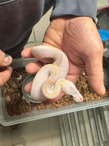 Ballpython beschikbaar voor biedingen