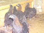 Marans koperzwart hennen tegen de leg, Dieren en Toebehoren, Pluimvee, Vrouwelijk, Kip