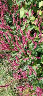 Rode Perzikkruid Persicaria amplexicaulis vaste plant Bio, Ophalen, Zomer, Overige soorten, Volle zon