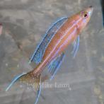 F1 Paracyprichromis Nigripinnis kipili, Dieren en Toebehoren, Zoetwatervis, Schoolvis, Vis