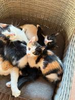 Drie lieve kittens te koop!, Dieren en Toebehoren, Katten en Kittens | Overige Katten, Meerdere dieren, Kortharig, 0 tot 2 jaar