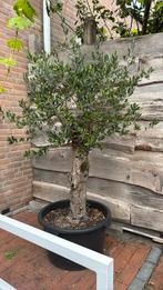 Prachtige mooie dikke Olijfboom, Tuin en Terras, Planten | Bomen, Ophalen of Verzenden, Volle zon, Olijfboom, 100 tot 250 cm