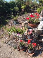 Planten, Bloeit niet, Overige soorten, Minder dan 100 cm, Ophalen