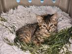 Super lieve Sneeuwbengaal x Europese Korthaar kittens, Dieren en Toebehoren, Meerdere dieren, Kortharig, 0 tot 2 jaar