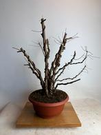 Meerstammige iep. Ulmus minor, Ophalen, Volle zon, Overige soorten, 100 tot 250 cm