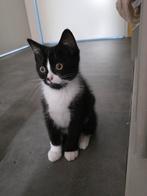 Felix kitten, 0 tot 2 jaar