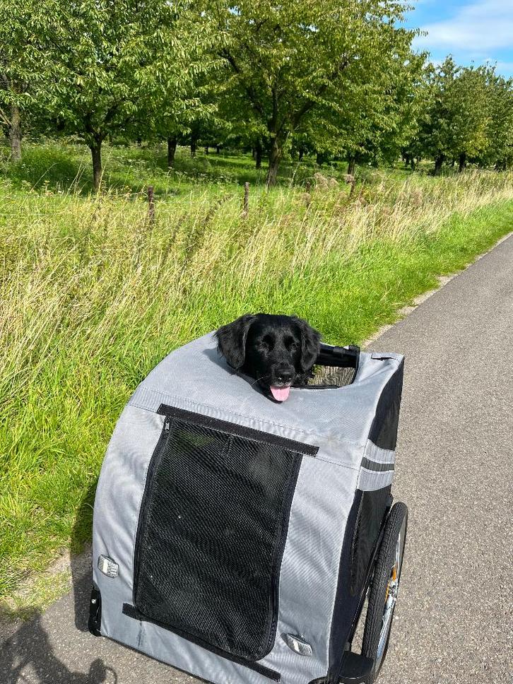 Leuke fietskar voor (middelgrote) hond, Dieren en Toebehoren, Honden-accessoires, Gebruikt, Ophalen