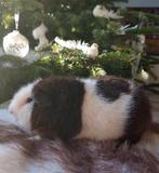 Us Teddy cavia goudagouti bont, Dieren en Toebehoren, Knaagdieren, Cavia, Mannelijk, Tam, September