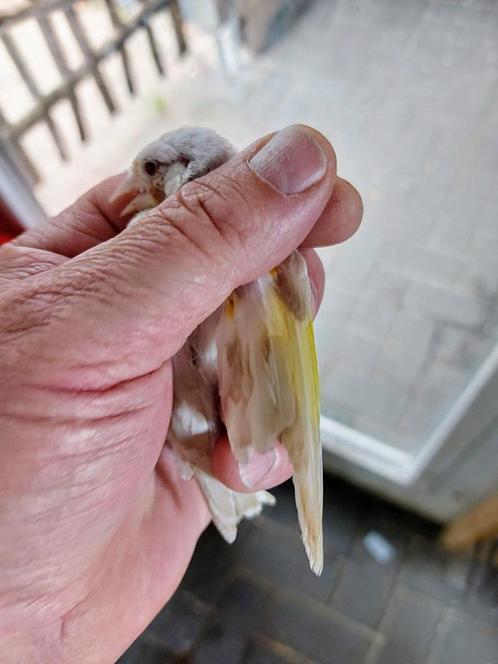 Major putter Satinet pop voorjaar 2025, Dieren en Toebehoren, Vogels | Parkieten en Papegaaien, Papegaai, Vrouwelijk