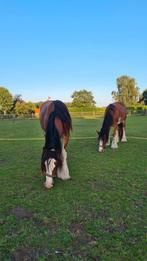 Te koop super mooie en lieve Tinker / Irish Cob merrie, Dieren en Toebehoren, Pony's, Merrie, 3 tot 6 jaar