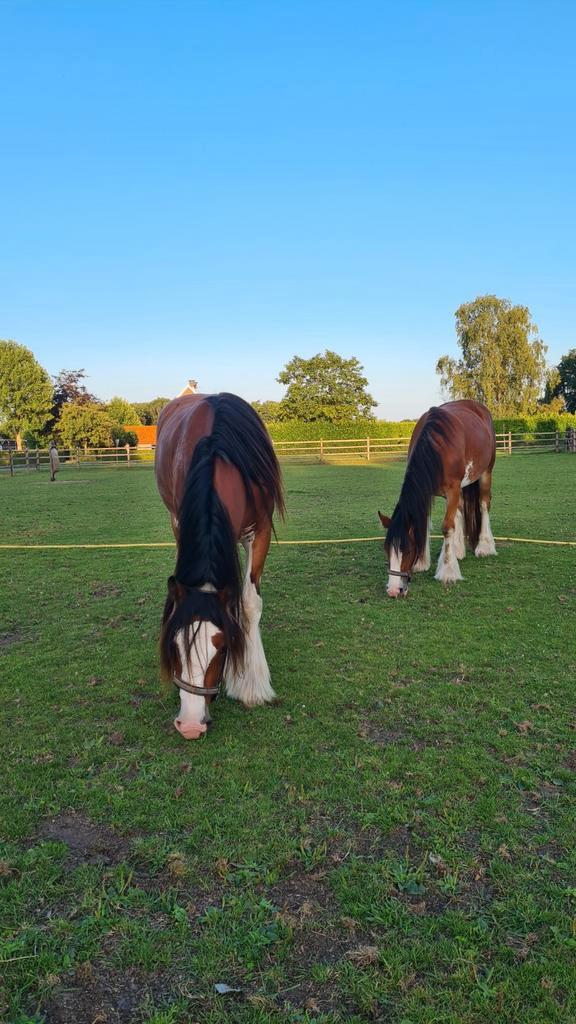 Te koop super mooie en lieve Tinker / Irish Cob merrie, Dieren en Toebehoren, Pony's, Merrie, 3 tot 6 jaar
